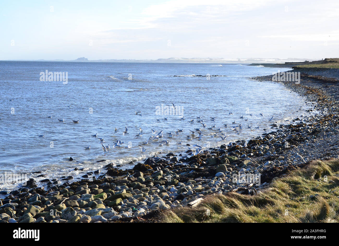 Möwen füttern, Holy Island, Northumberland Stockfoto