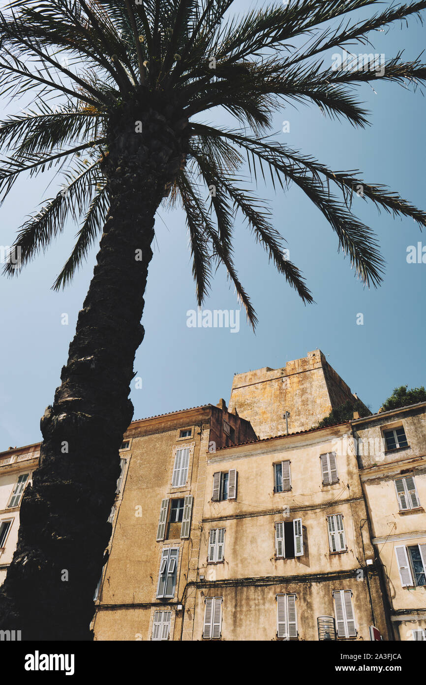 Eine Palme und die Zitadelle von Bonifacio liegt an der südlichen Spitze von der französischen Insel Korsika - Corse du Sud Frankreich. Stockfoto