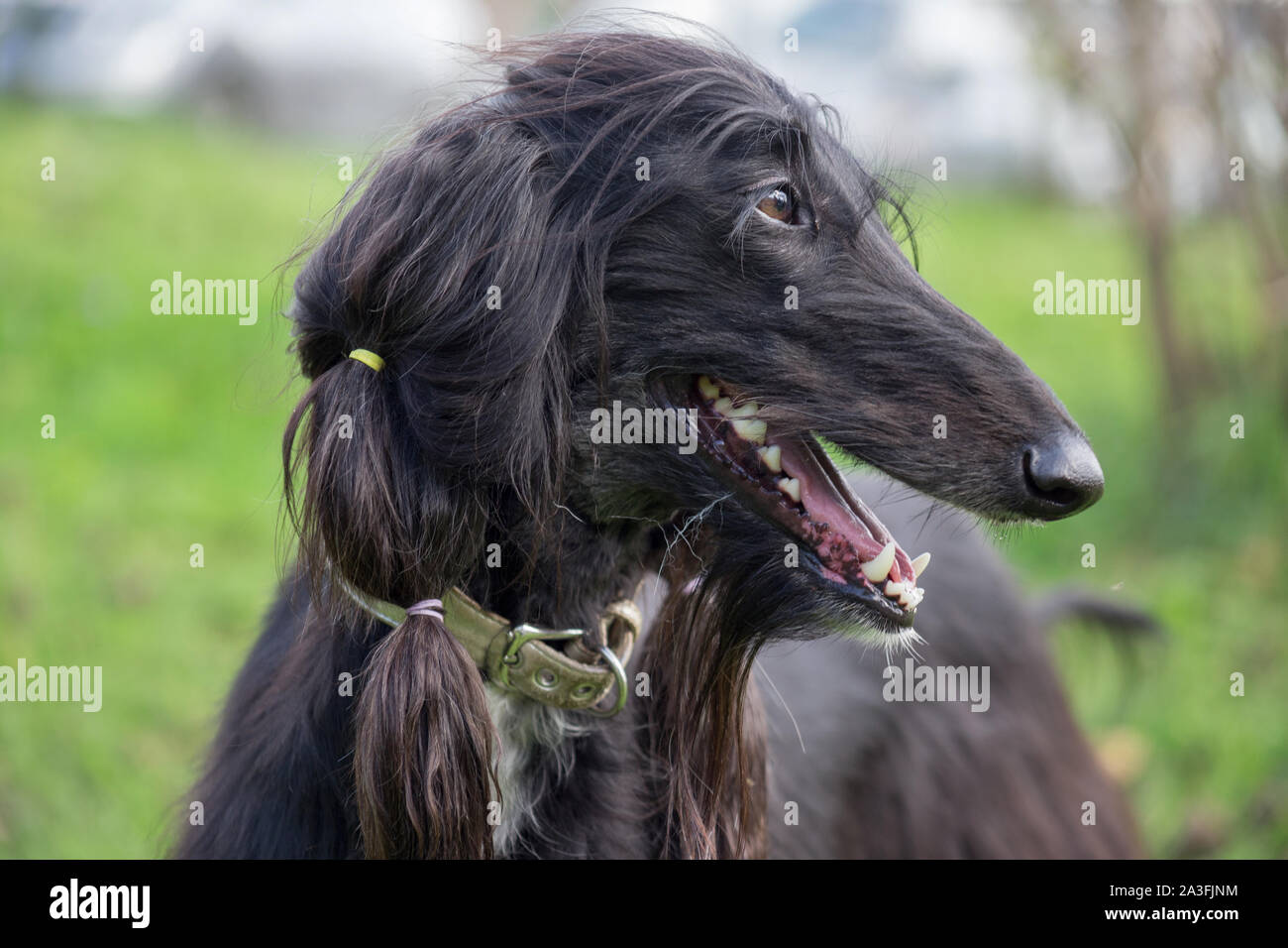Portrait von niedlichen Afghanischen Windhundes. Östlichen Greyhound oder persischer Windhund. Heimtiere. Reinrassigen Hund. Stockfoto