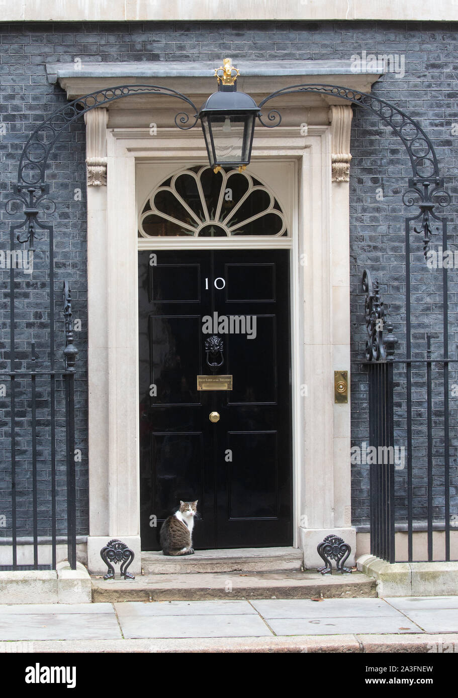 London, Großbritannien. 8. Okt 2019. Larry die Katze, Chief Mouser an die Staatskasse, an der Tür mit der Nummer 10 Downing Street. Credit: Tommy London/Alamy leben Nachrichten Stockfoto