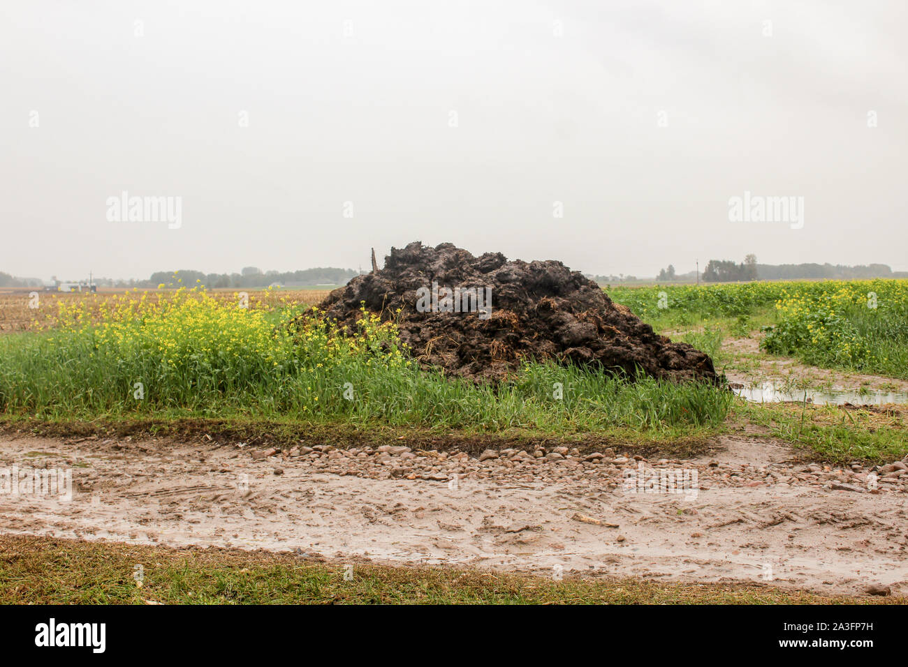 Dünger aus Kuhmist und Stroh. Ein Haufen von schwarzen Dünger liegt am Rande von einem Feld in der Nähe von einer Piste. Milch Bauernhof. Podlasien, Polen. Stockfoto