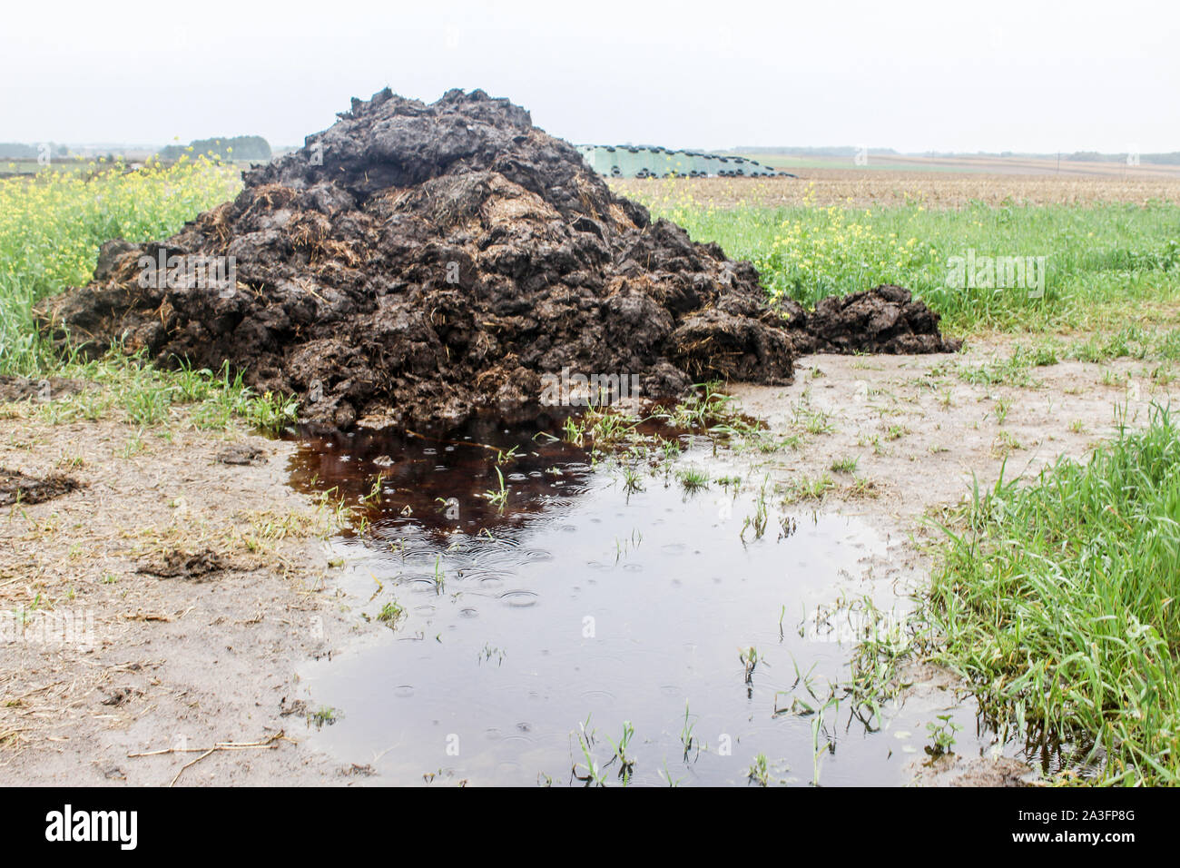 Dnger aus Kuhmist und Stroh. Regentag. Ein Haufen von schwarzen Dnger  liegt am Rande von einem Feld in der Nhe von einer Piste. Milch Bauernhof.  Podlasien, Polen Stockfotografie - Alamy