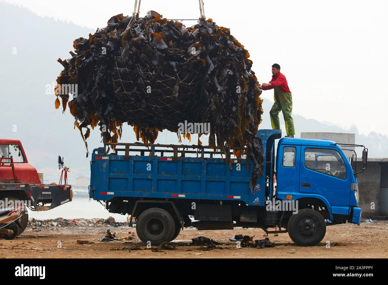 Mann auf LKW-Beladung eine Last von Seetang Stockfoto