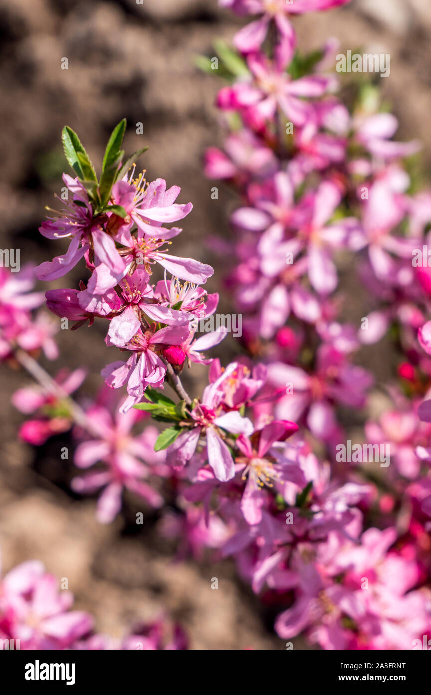 Prunus acaulis im Frühjahr Stockfoto