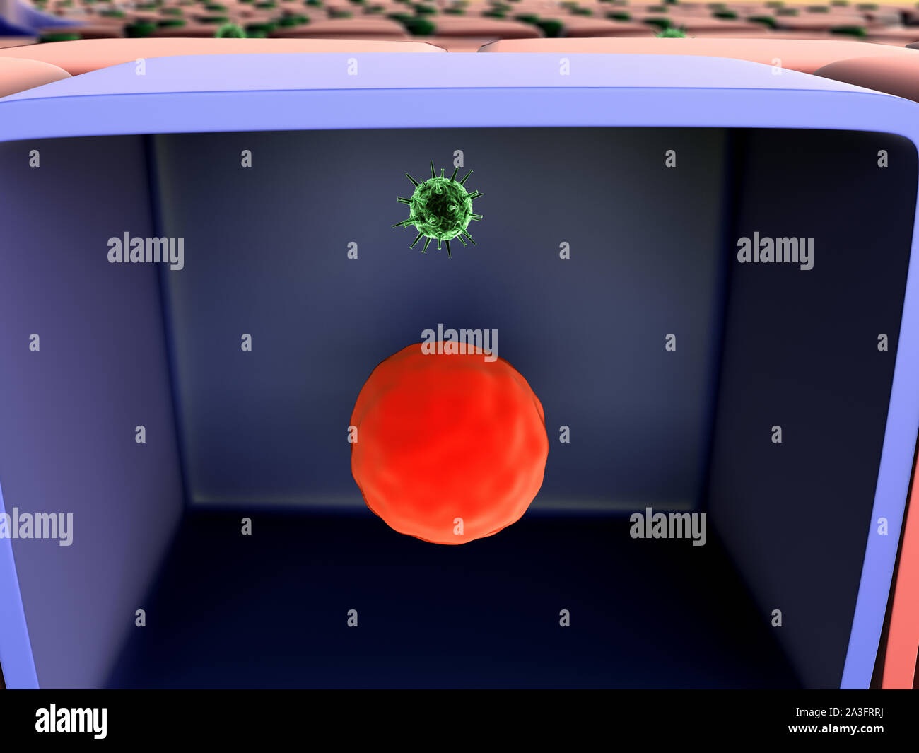 Die Vermehrung des Virus in die Zelle, die Vermehrung des Virus in die Leberzelle, Viren in die Zelle, Viren infizieren die Zelle, virus Angriff der Leberzellen Stockfoto