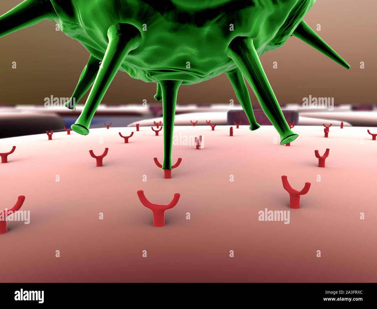Die Vermehrung des Virus in die Zelle, die Vermehrung des Virus in die Leberzelle, Viren in die Zelle, Viren infizieren die Zelle, virus Angriff der Leberzellen Stockfoto