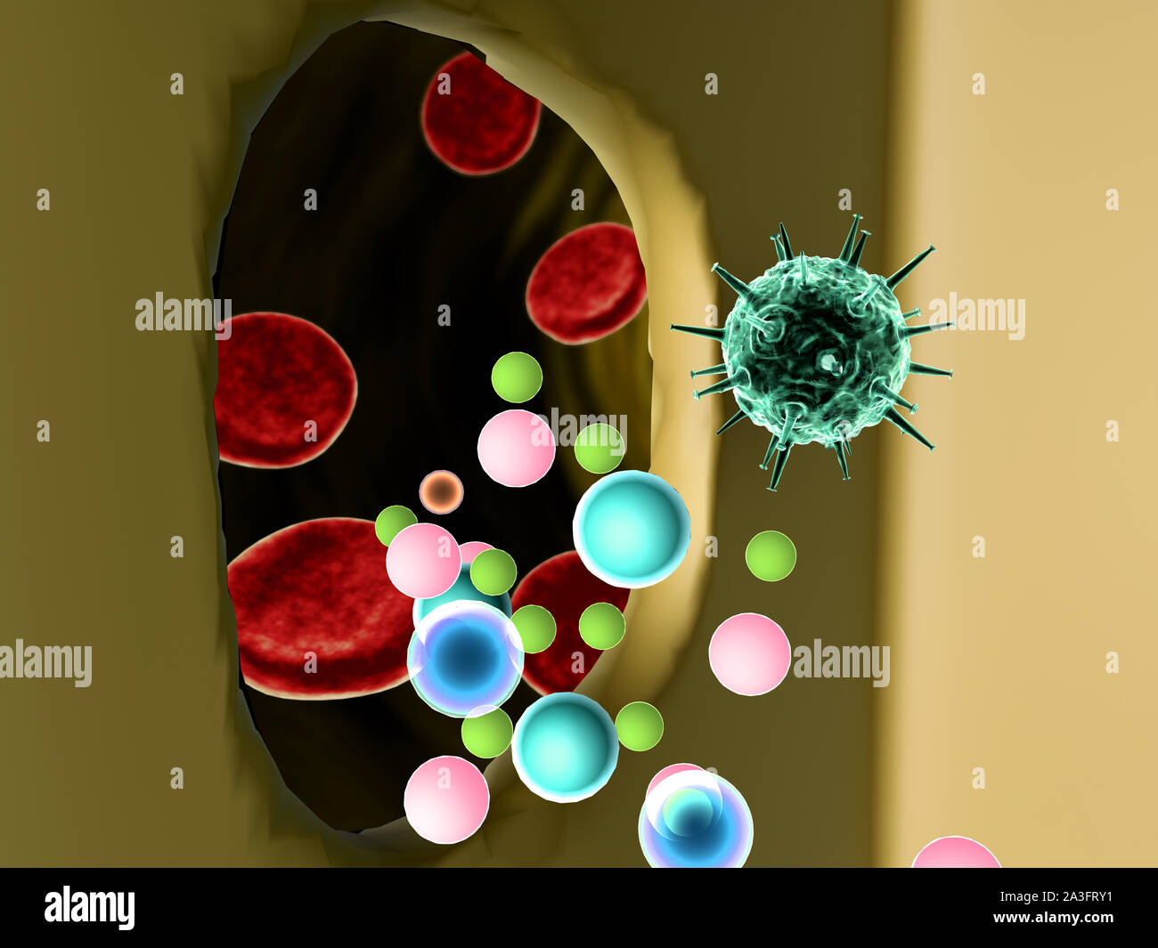 Die Vermehrung des Virus in die Zelle, die Vermehrung des Virus in die Leberzelle, Viren in die Zelle, Viren infizieren die Zelle, virus Angriff der Leberzellen Stockfoto