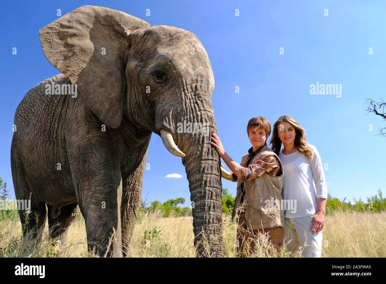Слон ест. Сколько весит новорожденный слоненок. Питание слонов. Саванный слон. Journey of discovery elephant.