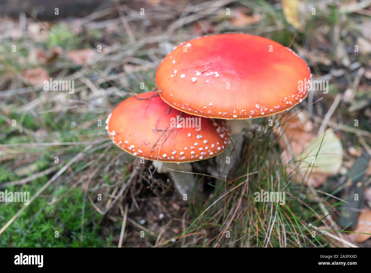Zwei fly agaric Pilze im Wald Stockfoto