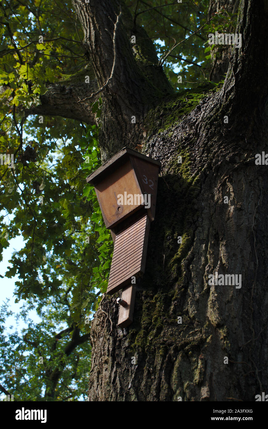 Bat box im Baum. Niederlande Stockfoto