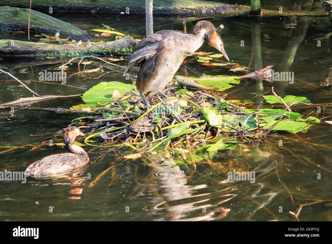 Haubentaucher Zucht in schwimmenden Nest Stockfoto