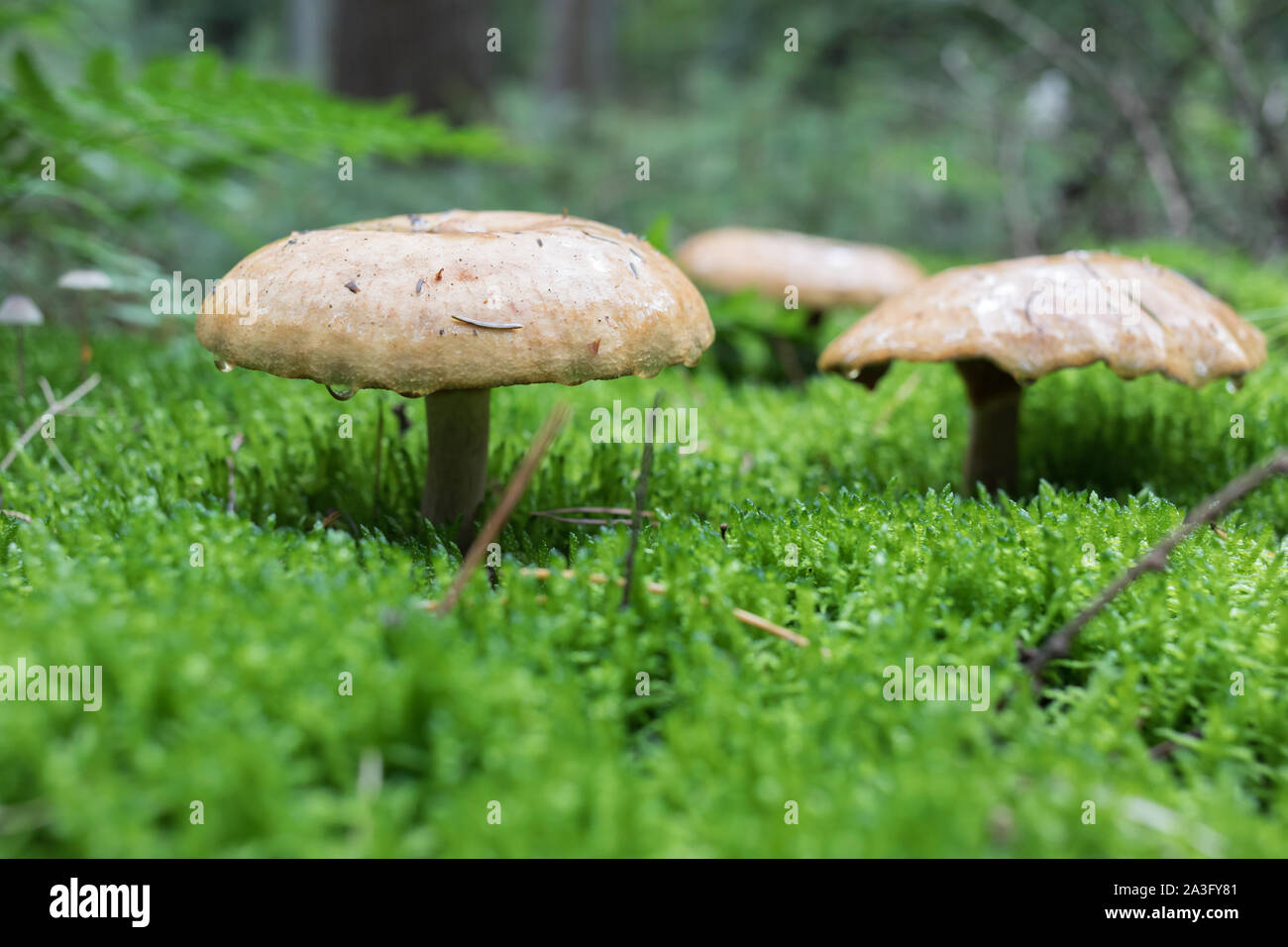Braune Pilze im Wald Stockfoto