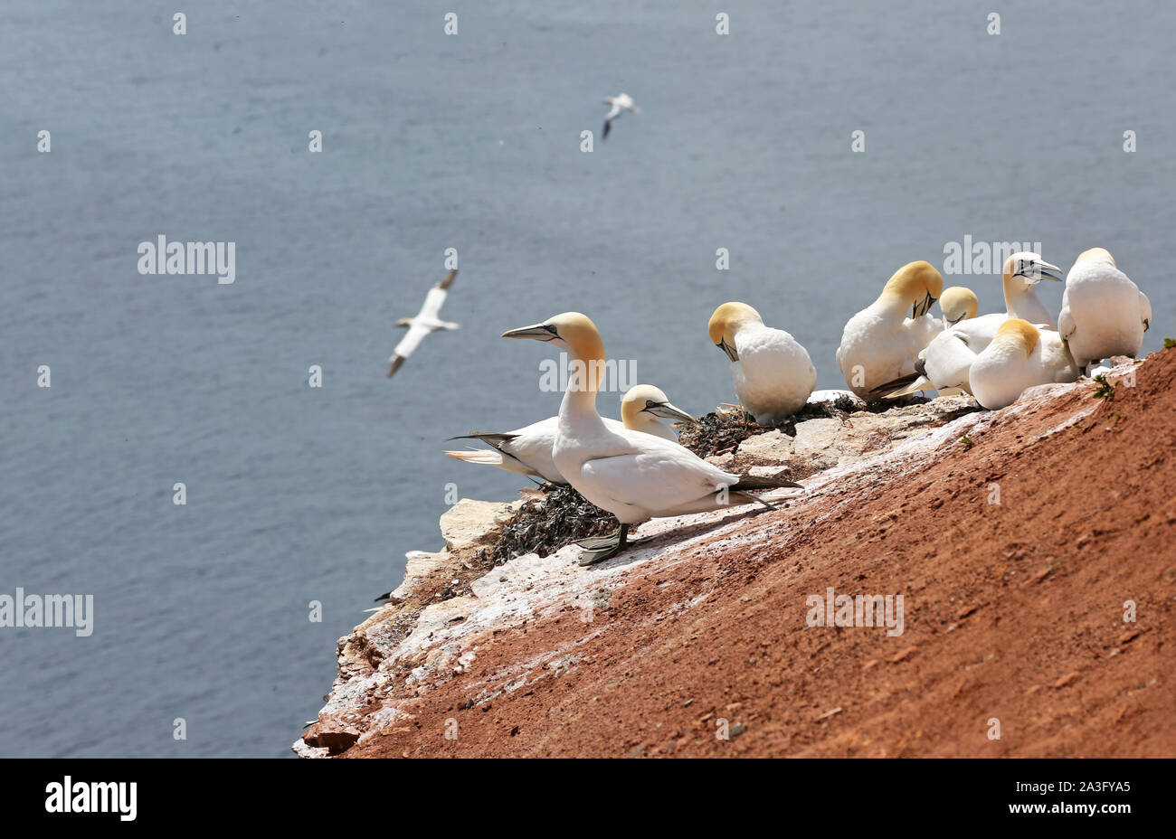 Northern gannet Kolonie Zucht auf Helgoland Stockfoto