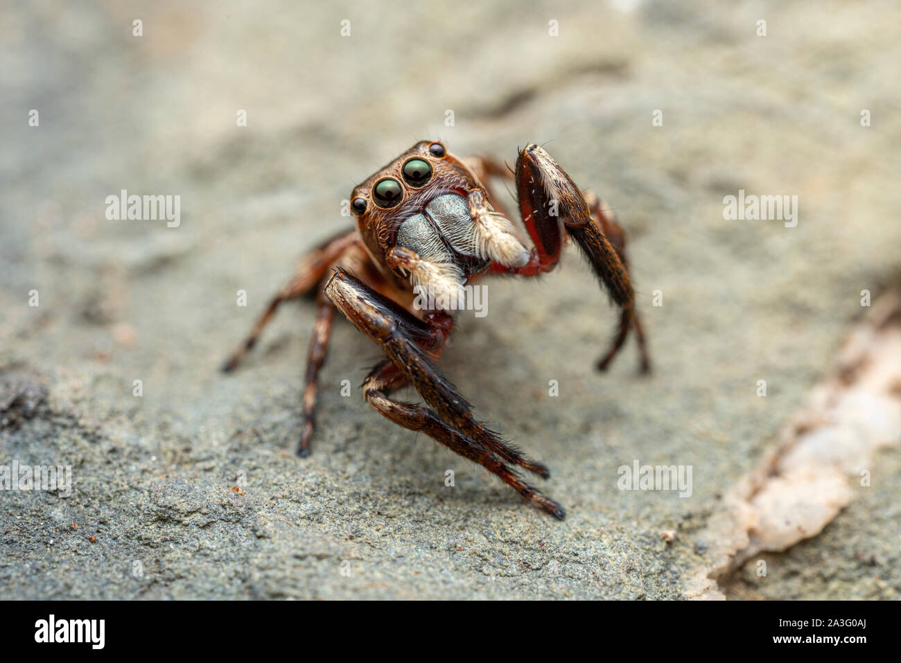 Die nördliche Jumping Spider, Euryattus sp., mit großen Augen und flauschige palps Stockfoto