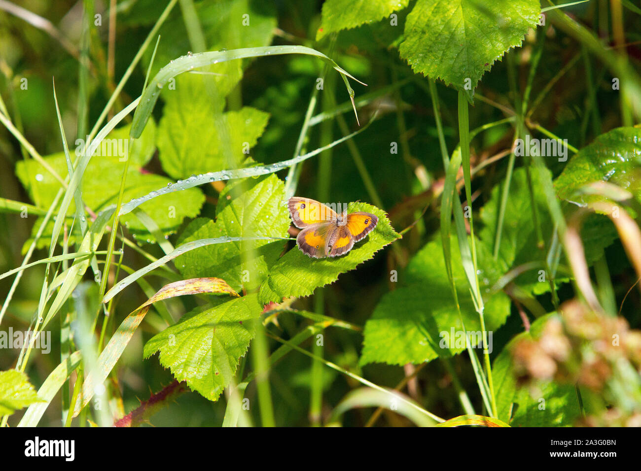 Kleine Kupfer Schmetterling (Lycaena phlaeas) Stockfoto