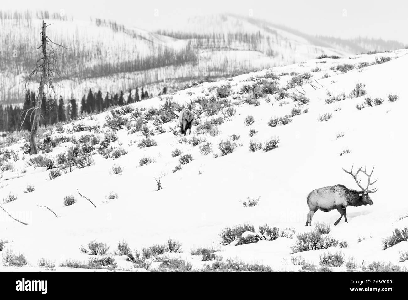 Elche oder Wapiti (Cervus Canadensis), Yellowstone-Nationalpark, Wyoming, USA, Amerika Stockfoto