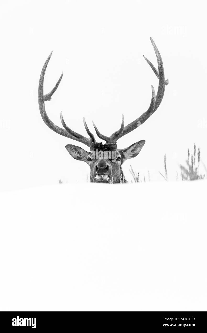 Elche oder Wapiti (Cervus Canadensis), Yellowstone-Nationalpark, Wyoming, USA, Amerika Stockfoto