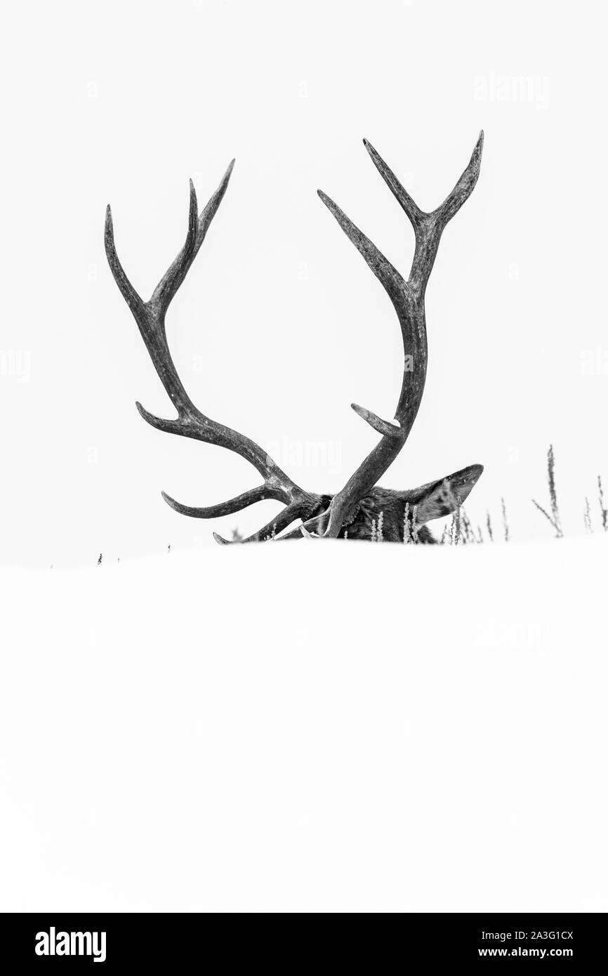 Elche oder Wapiti (Cervus Canadensis), Yellowstone-Nationalpark, Wyoming, USA, Amerika Stockfoto