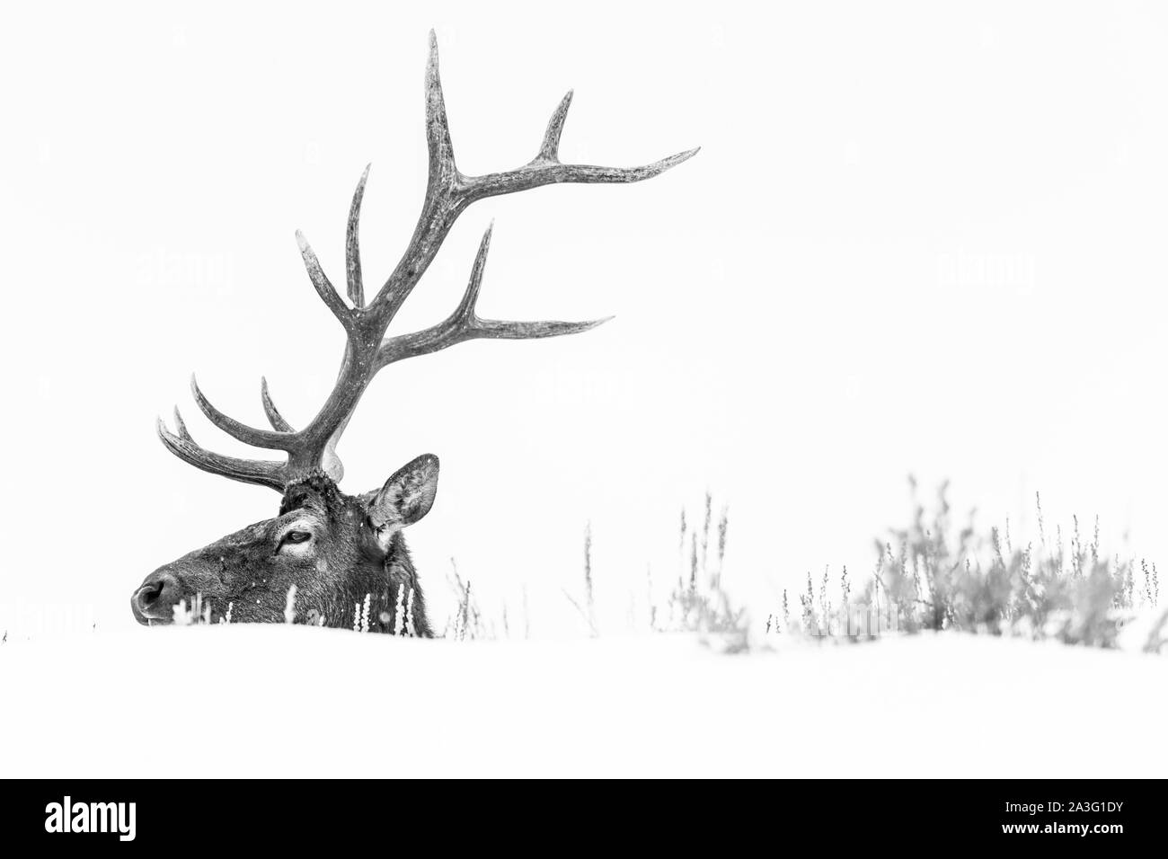 Elche oder Wapiti (Cervus Canadensis), Yellowstone-Nationalpark, Wyoming, USA, Amerika Stockfoto