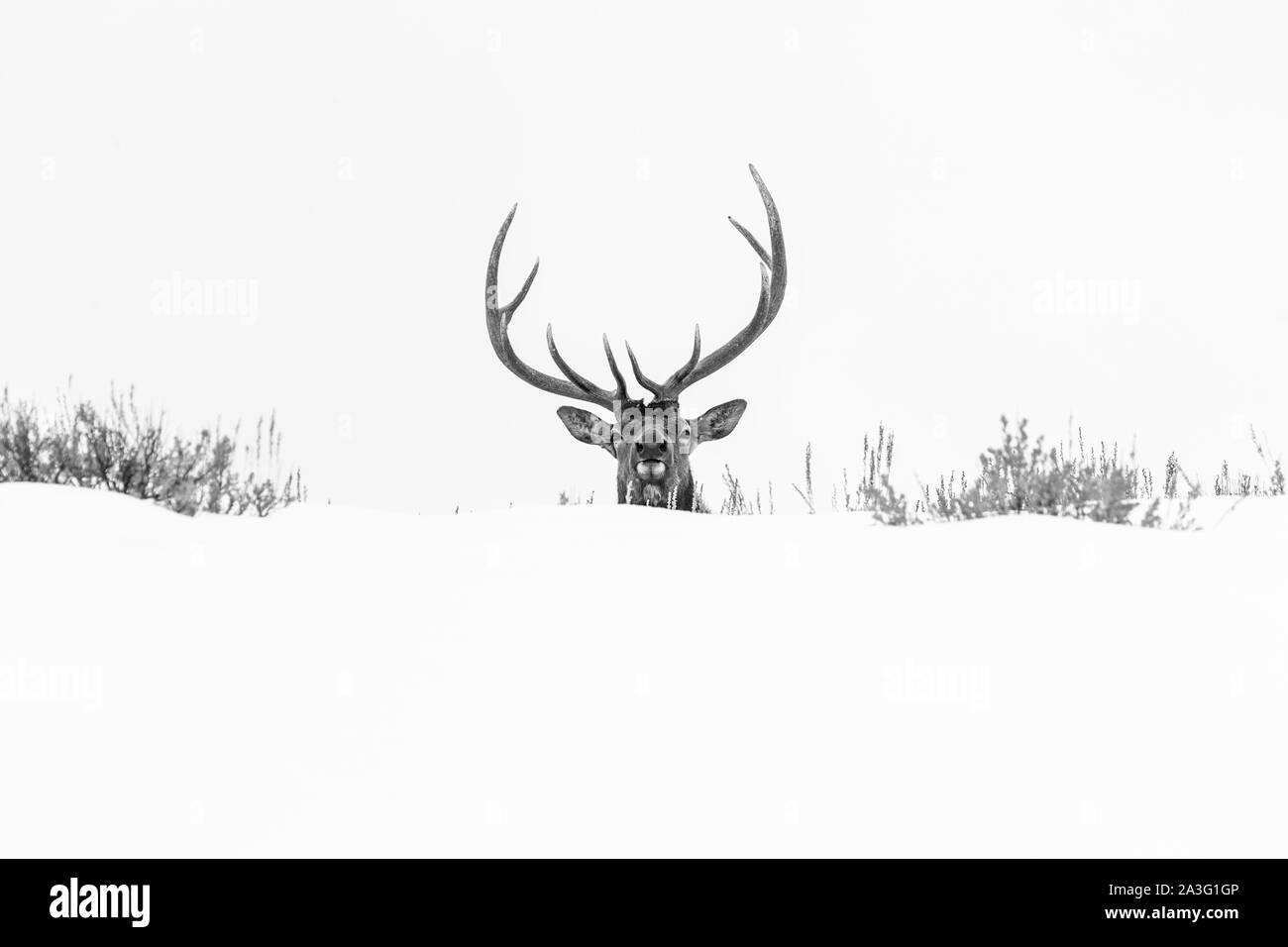 Elche oder Wapiti (Cervus Canadensis), Yellowstone-Nationalpark, Wyoming, USA, Amerika Stockfoto