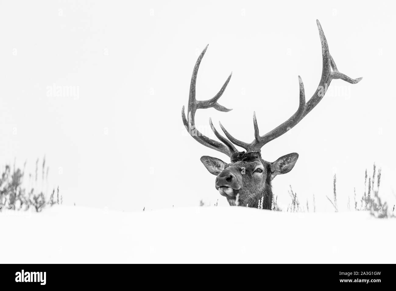 Elche oder Wapiti (Cervus Canadensis), Yellowstone-Nationalpark, Wyoming, USA, Amerika Stockfoto
