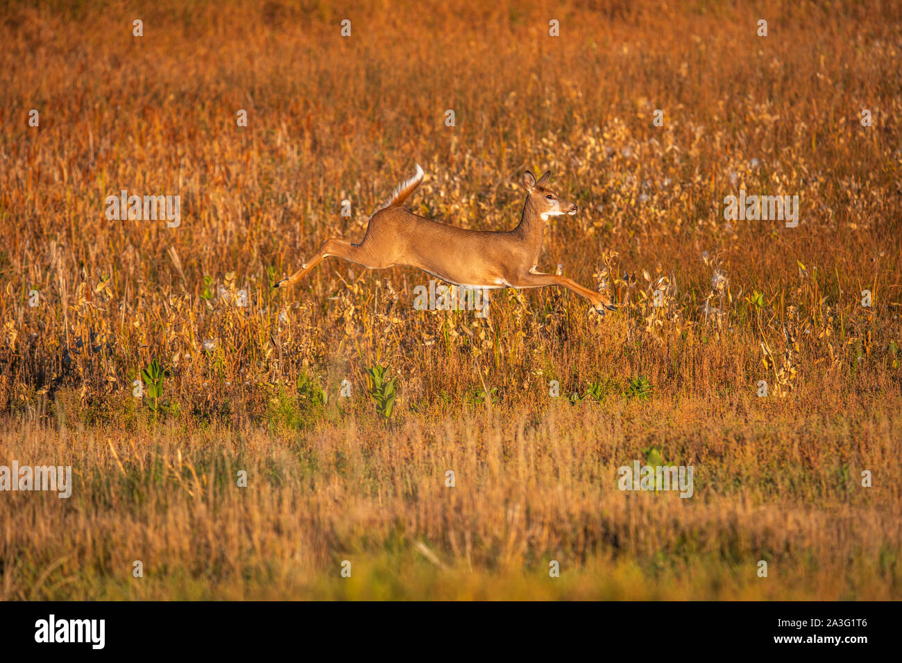 Springen White tailed deer Stockfoto