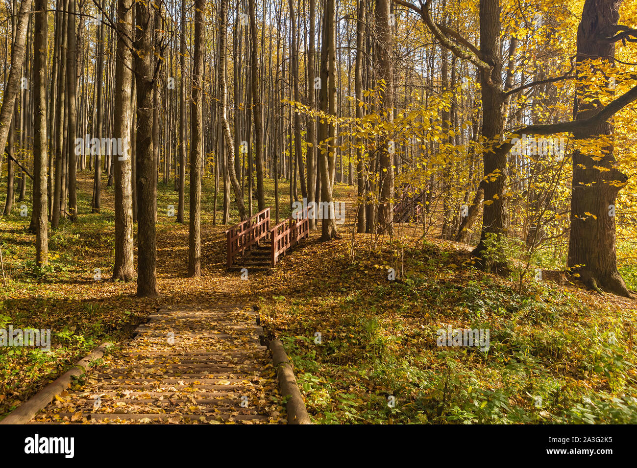 Pfad im Laubwald an einem strahlenden Herbsttag Stockfoto