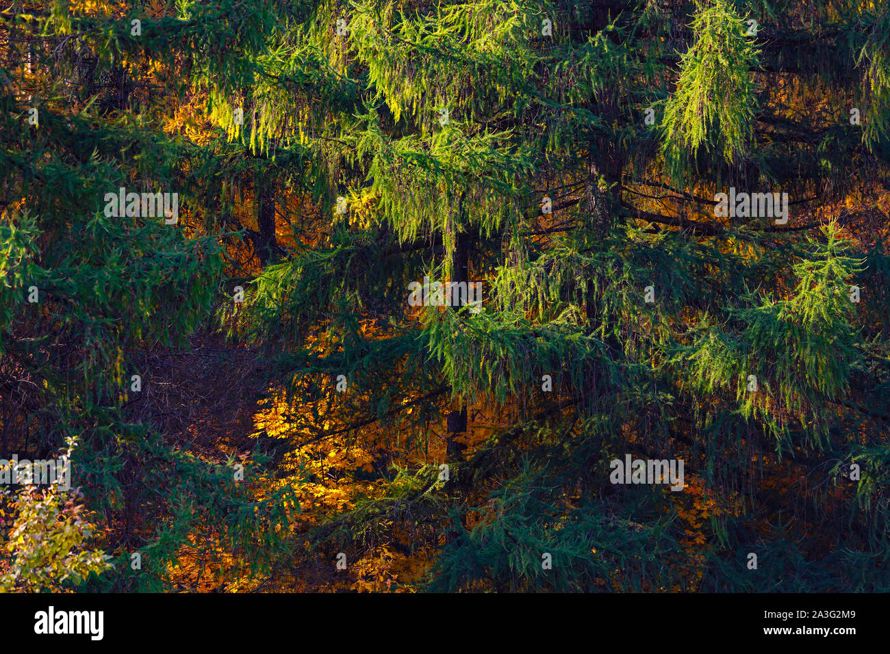 Herbst Muster im Wald an einem sonnigen Tag Stockfoto