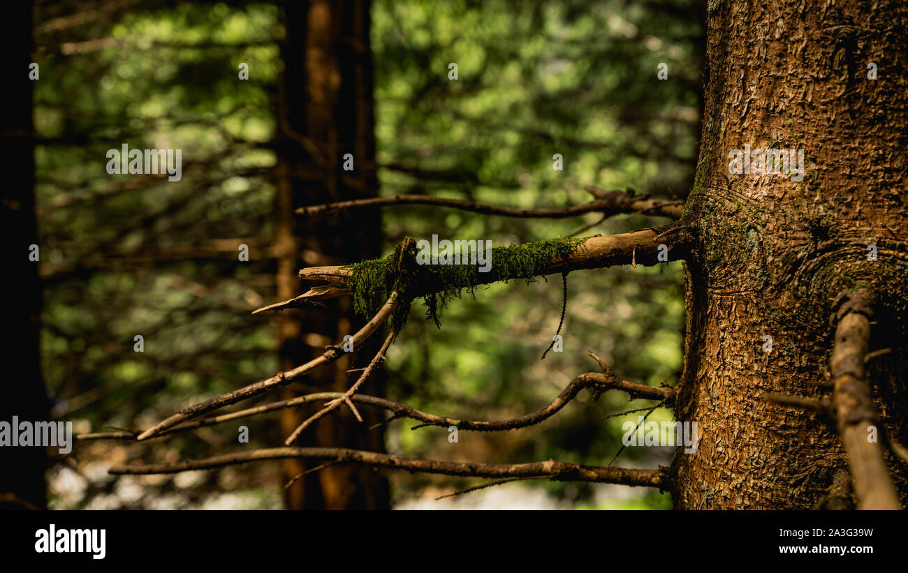 Nahaufnahme der Baum mit grünen Moos auf Zweig Stockfoto