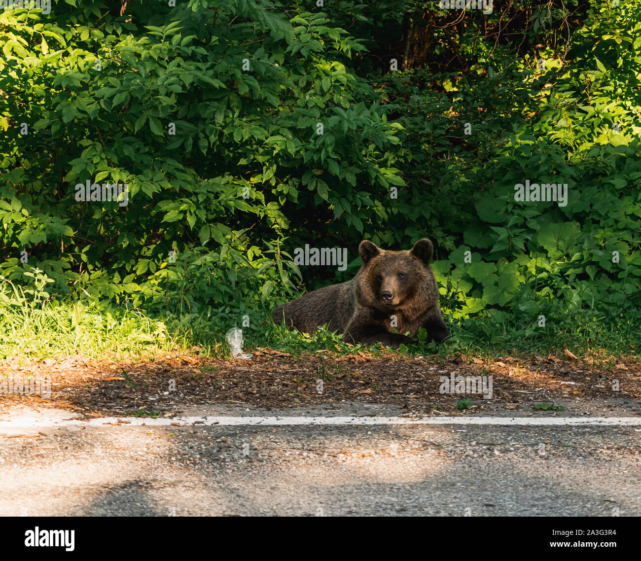 Wilde Braunbär (Ursus arctos) sitzt auf der Seite der Straße, auf der Transfagarasan Pass, Rumänien Stockfoto