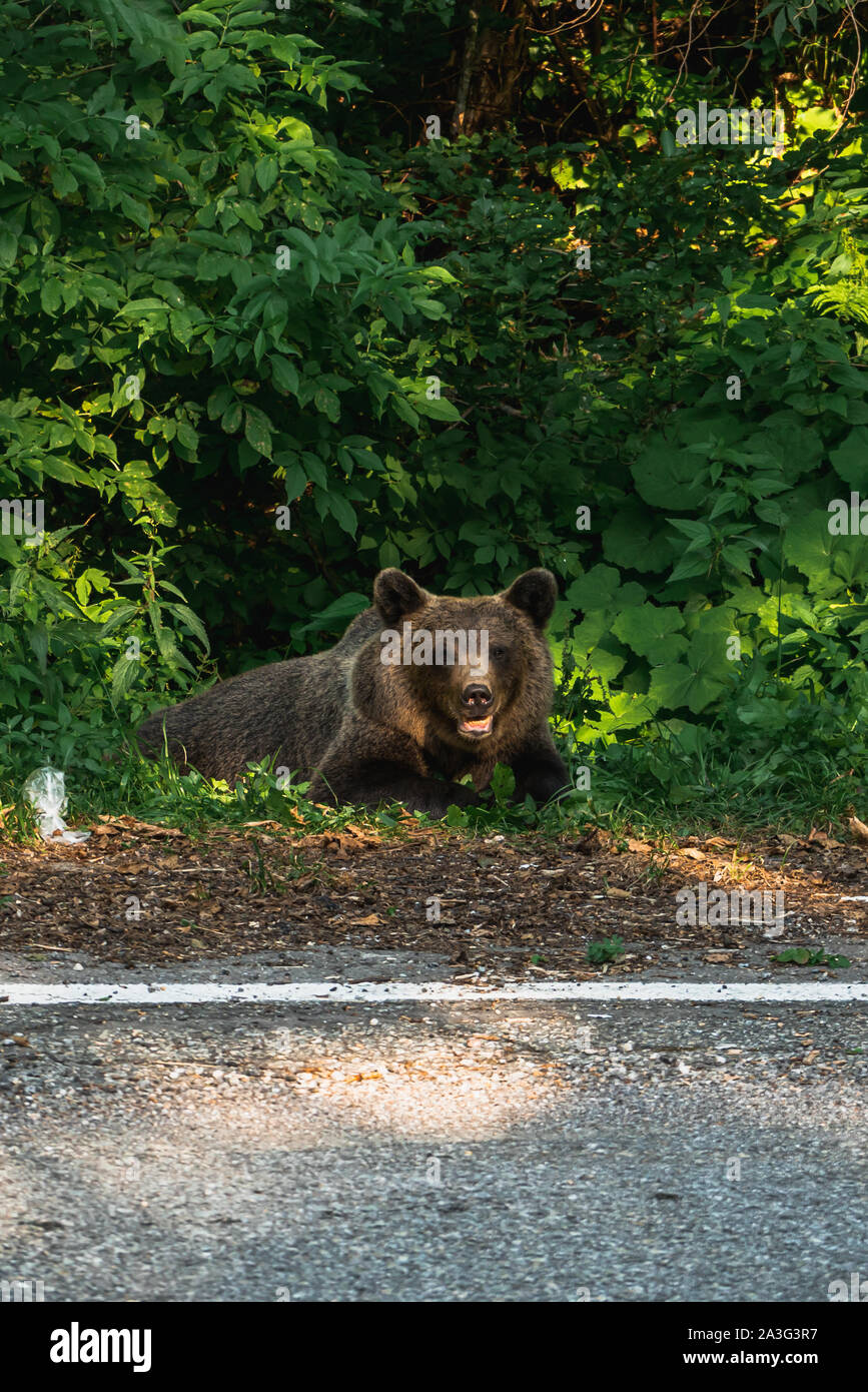 Wilde Braunbär (Ursus arctos) sitzt auf der Seite der Straße, auf der Transfagarasan Pass, Rumänien Stockfoto