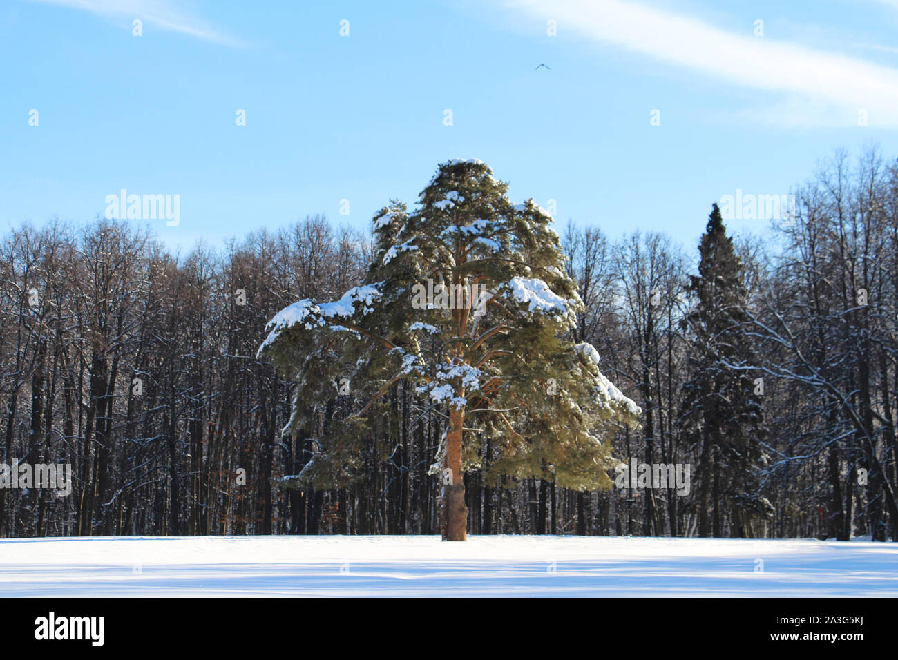 Einsame Pinie mitten in einem verschneiten Wald. Schöne Bäume in Weiß Schnee bedeckt. Winter Park. Schnee bedeckt der Wald. Eine Menge flauschige Schnee. Ba Stockfoto