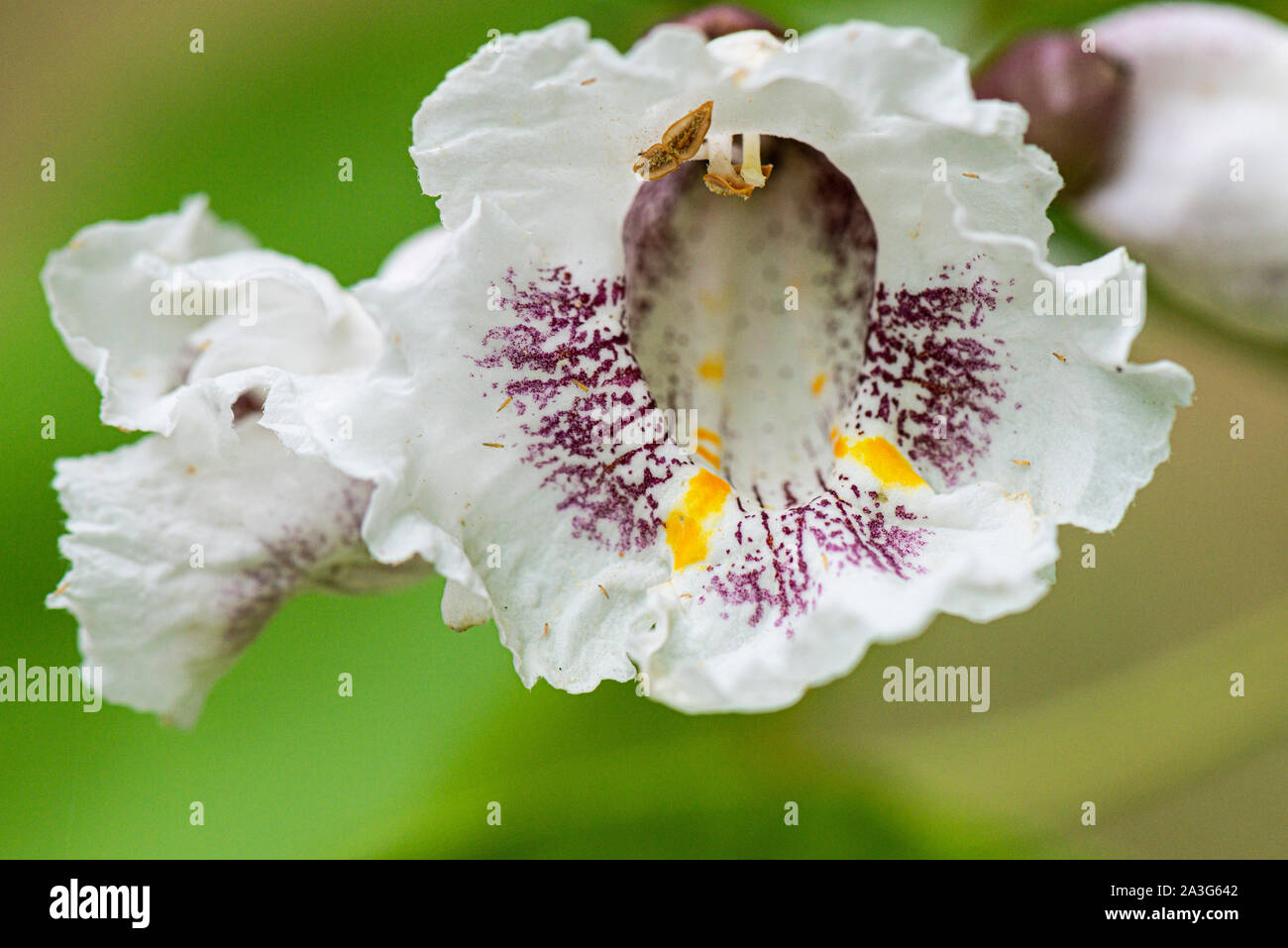 Die Blume eines indischen bean Tree (Catalpa bignonioides) Stockfoto