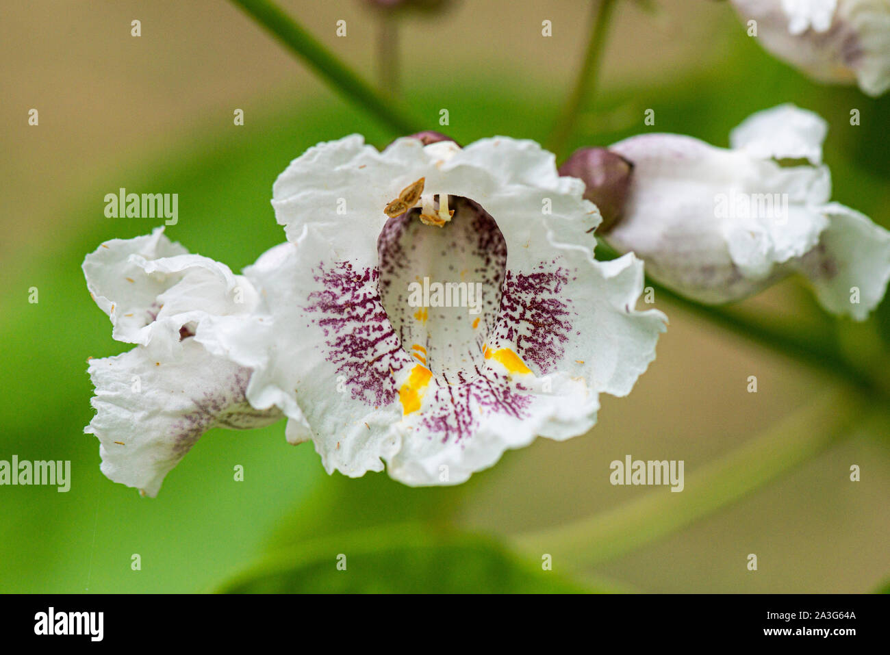Die Blume eines indischen bean Tree (Catalpa bignonioides) Stockfoto
