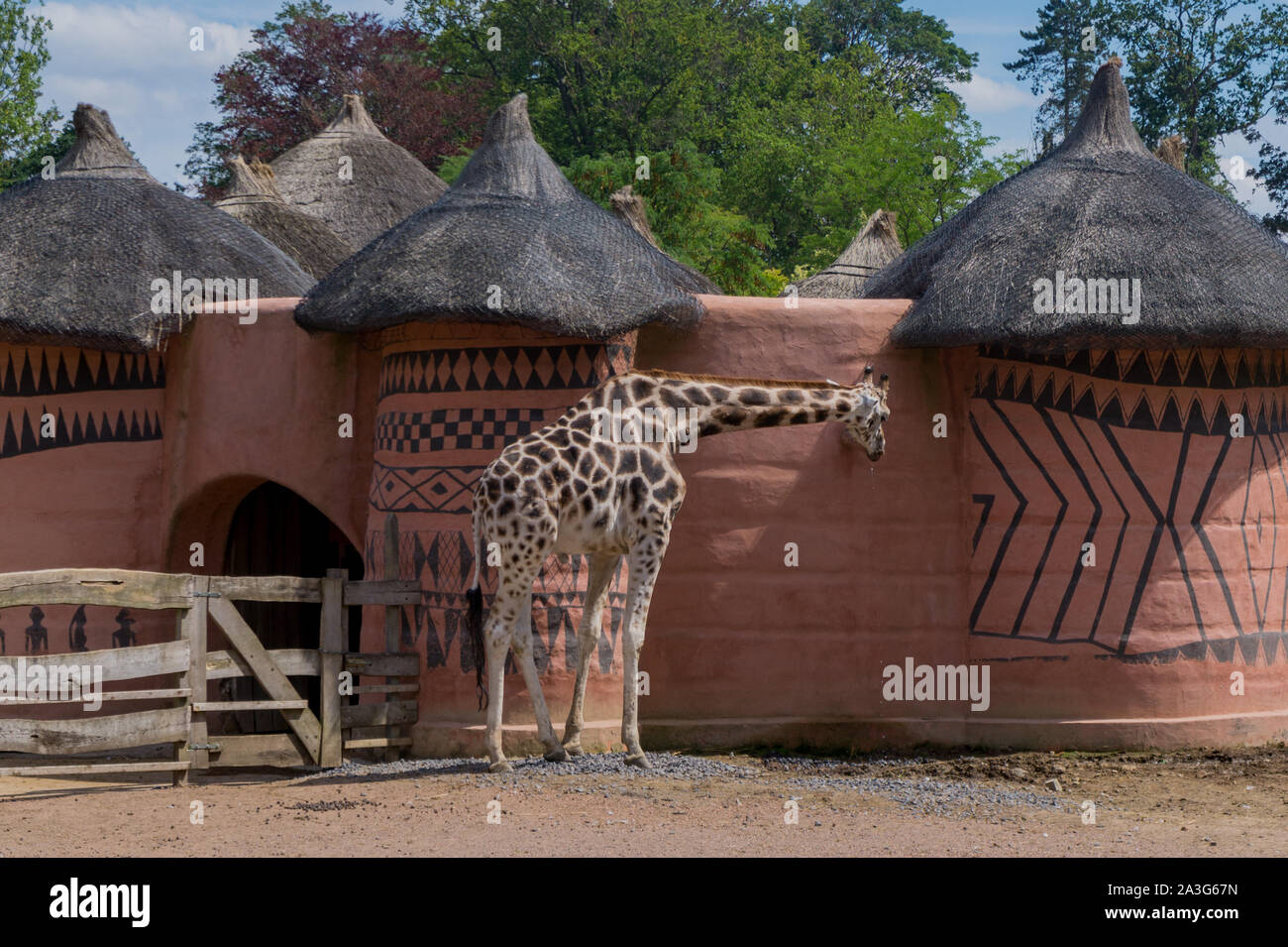 Giraffe vor einem African house Stockfoto