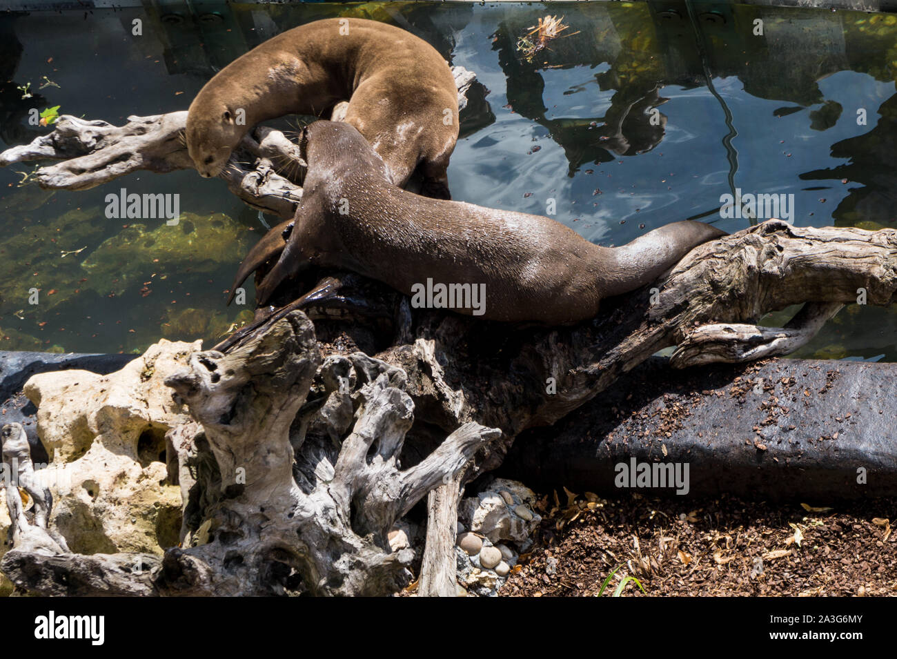 Zwei Fischotter schlafen in der breiten Ansicht Stockfoto