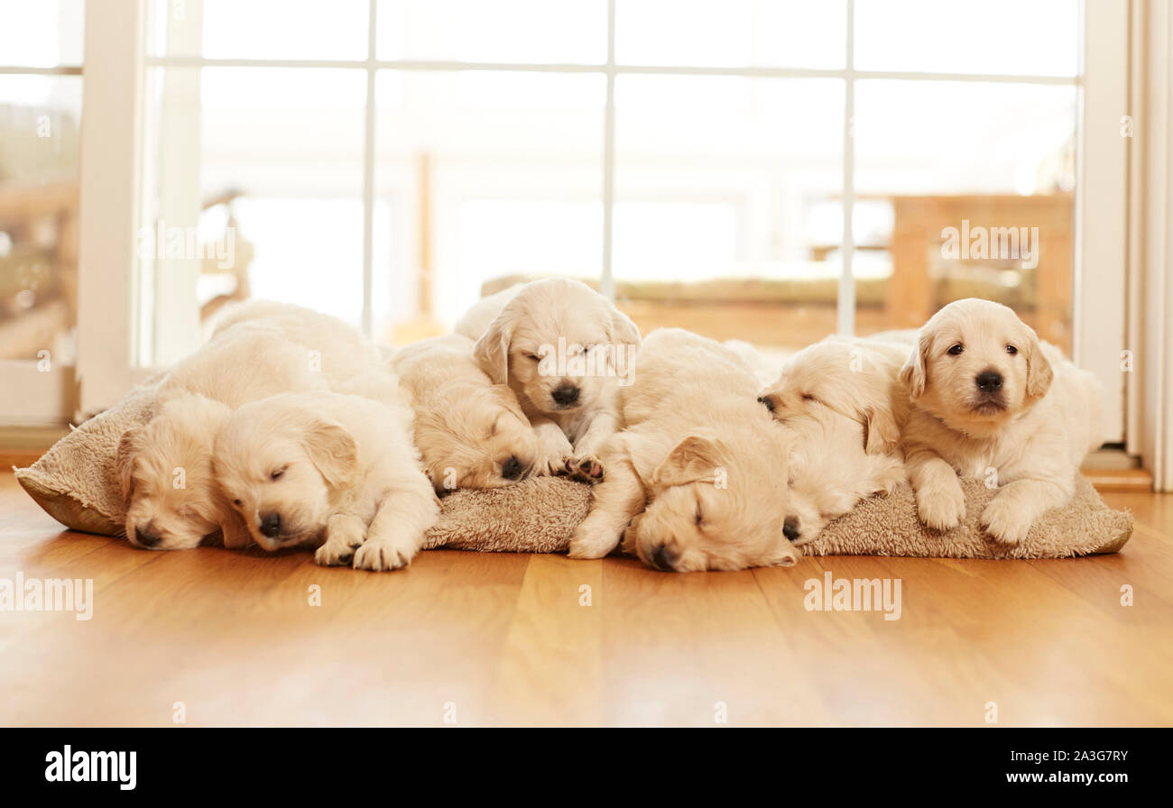 Golden Retriever Welpen in einem Korb Stockfoto