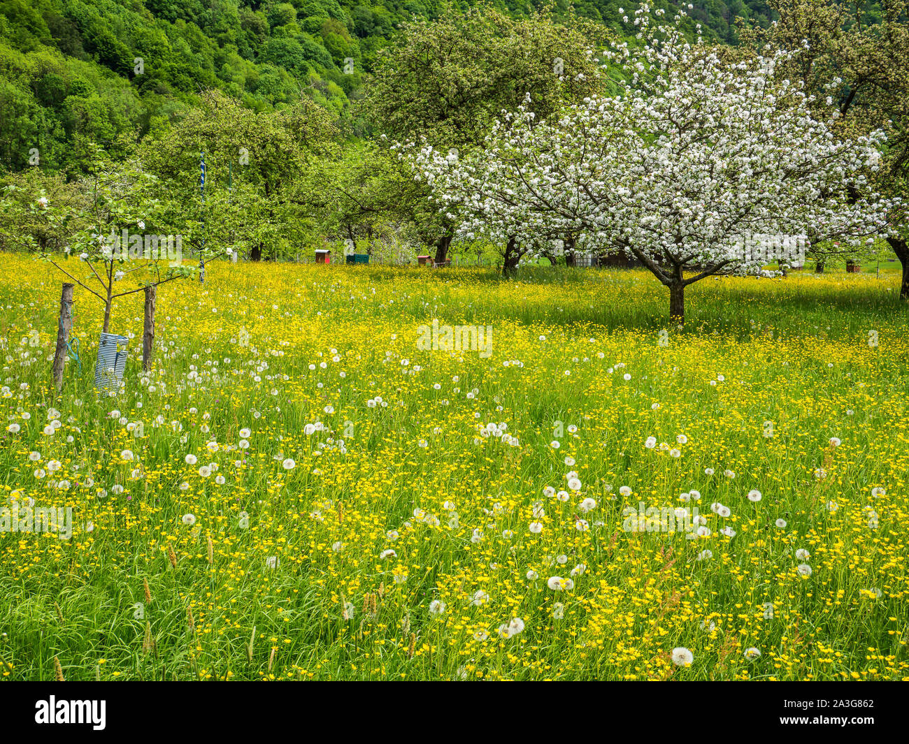 Blühender Frühling Landschaft Stockfoto