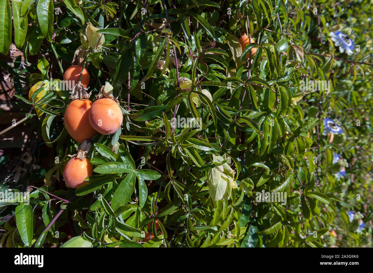 Reife Orangen und Reifung grün eiförmige Frucht der Passionsblume, Passiflora caerulea, Blaue Krone, gegen dichtes Laub Stockfoto