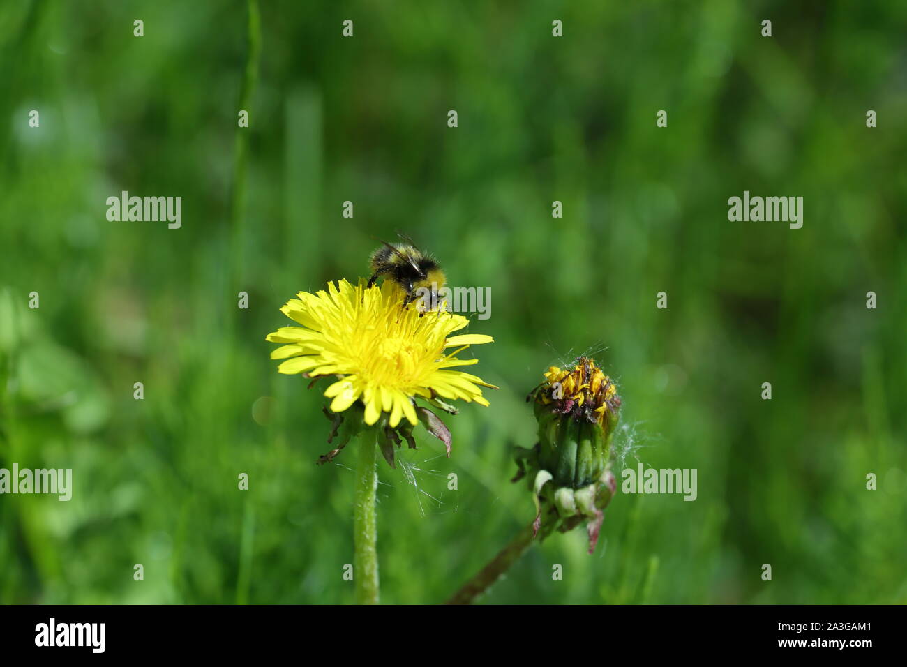 Buff tailed Hummel auf einer Löwenzahn Blume Stockfoto