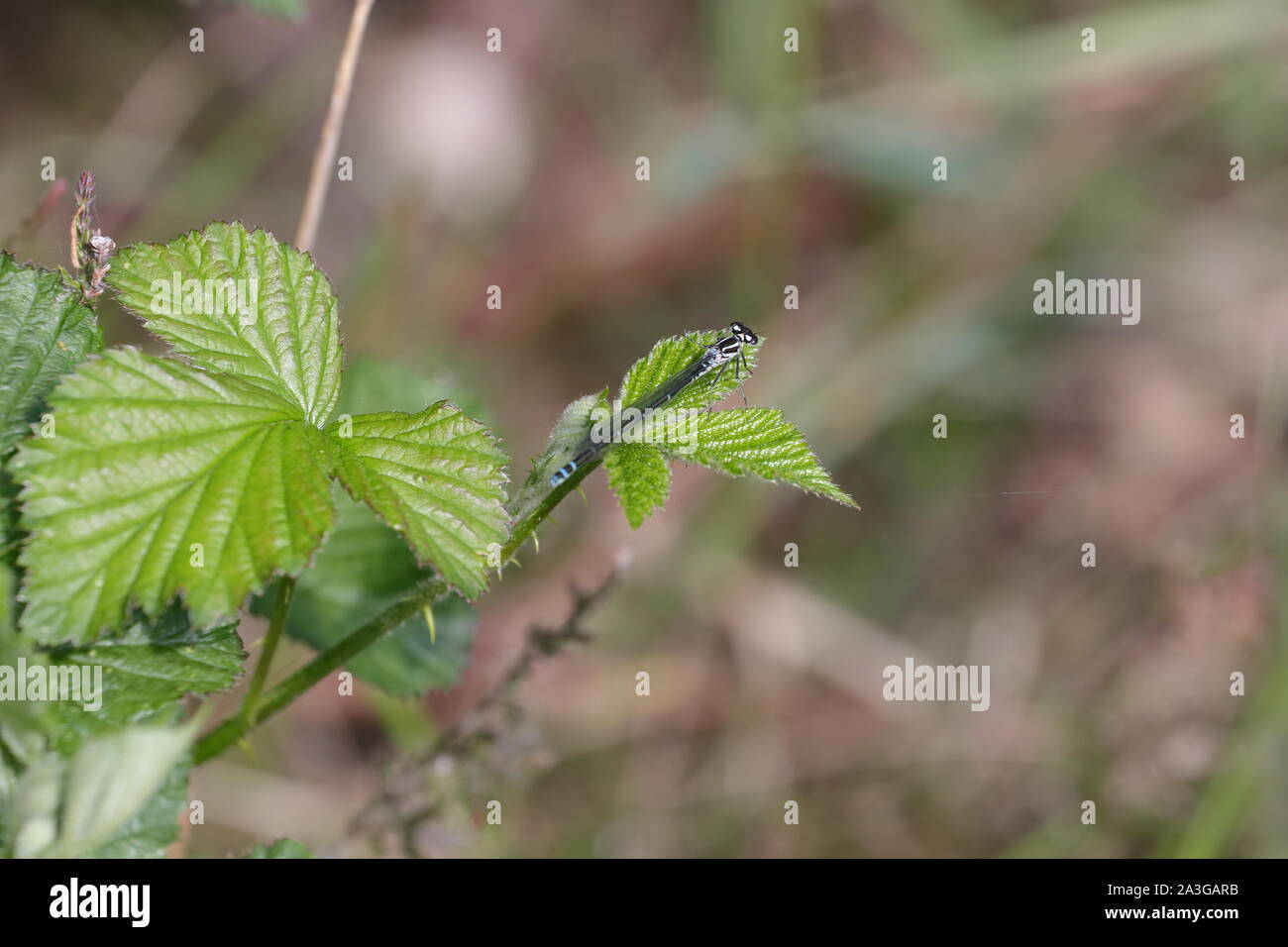 Knappe blue tailed damselfly Stockfoto