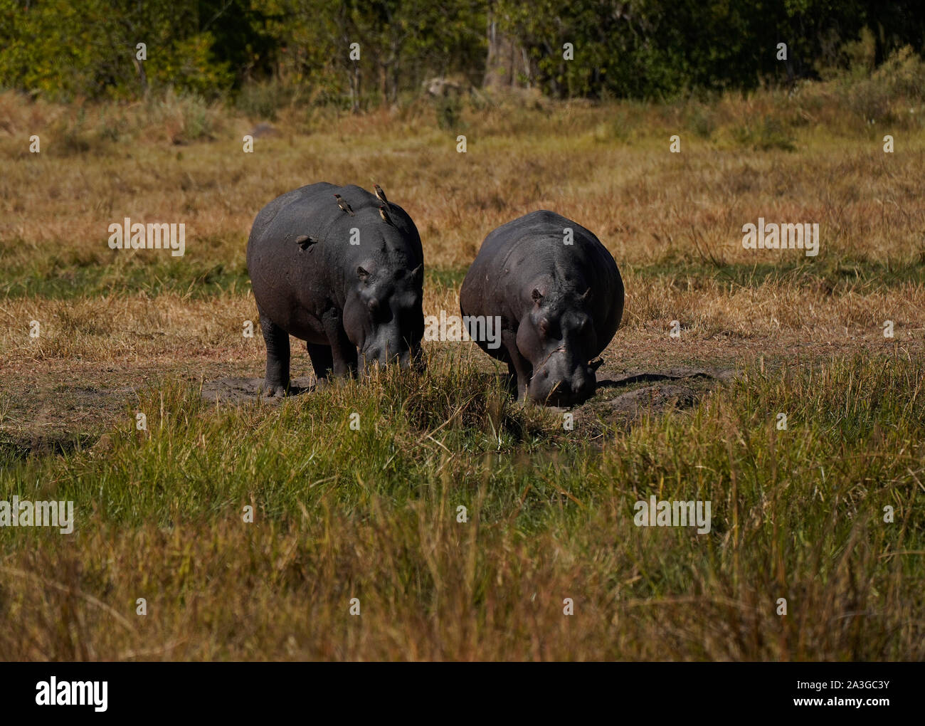 Flusspferde aus dem Wasser in die weiten Ebenen von Afrika Stockfoto