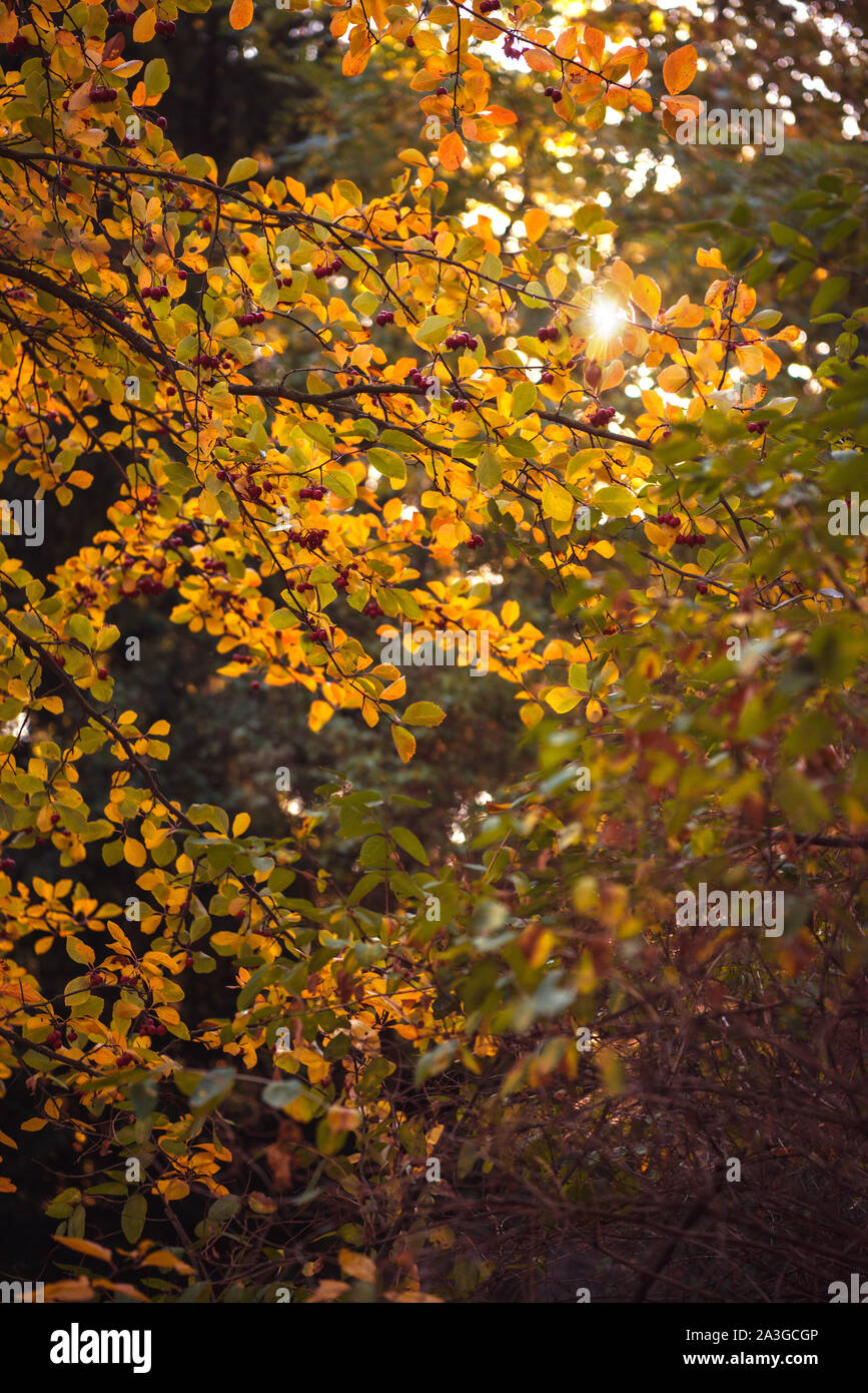 Foto von farbenfrohen Herbstblättern. Stockfoto