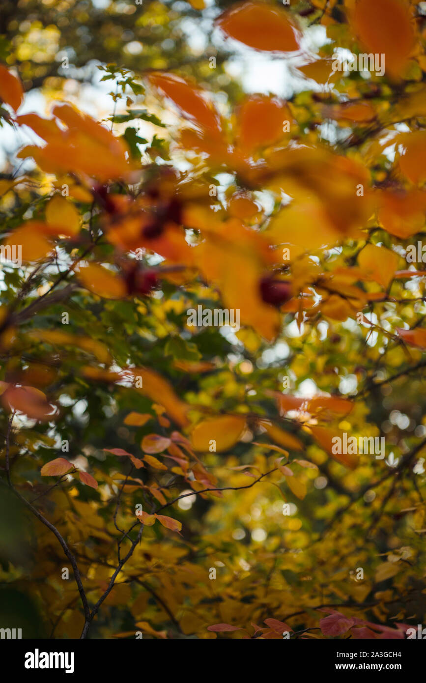Foto von farbenfrohen Herbstblättern. Stockfoto