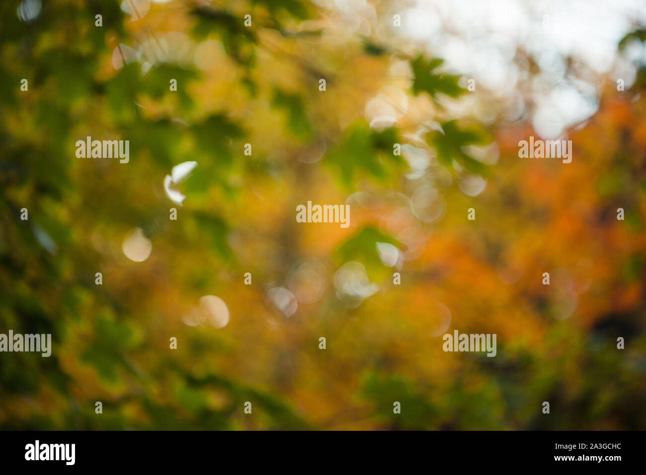 Verschwommenes Foto von bunten Herbstblättern auf Bäumen. Stockfoto
