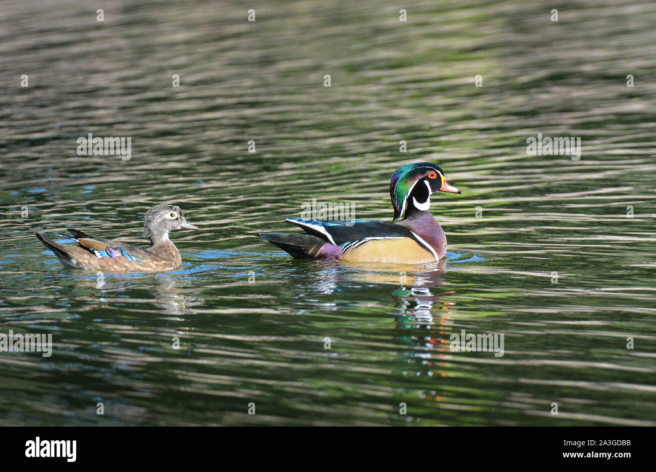 Ein Mann und eine Frau paar Holz Enten, Aix sponsa, in einem Teich mit Reflexion. Stockfoto