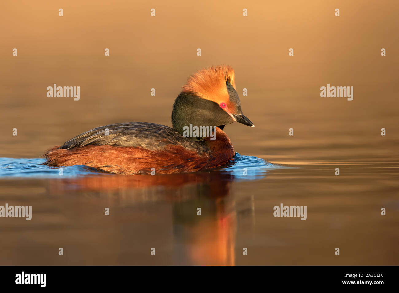 Nach Horned Grebe (Podiceps auritus) Schwimmen in einem See bei Sonnenuntergang Stockfoto