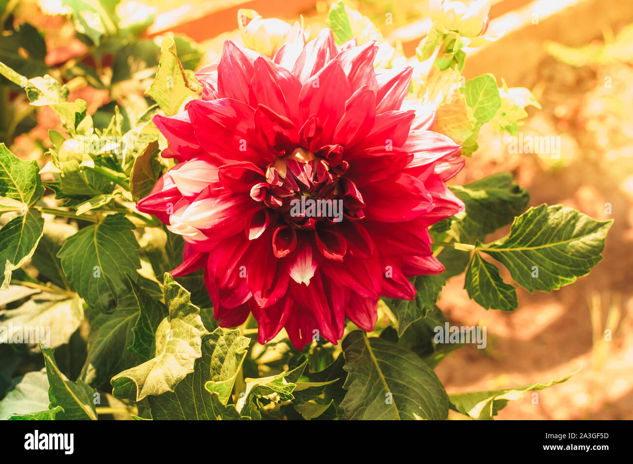Schöne volle Runde dunkel Lila blühende Dahlien Blumen im Herbst Sonnenschein. Schönen Hintergrund von Herbst Blumen, Vorlage für Design. Kopieren Stockfoto