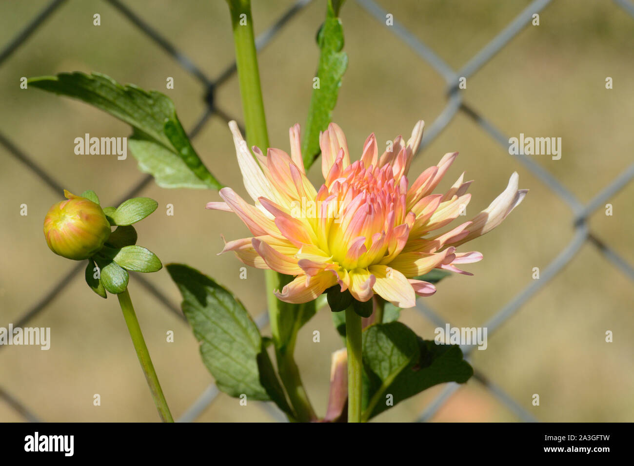 Rosa und gelbe Dahlie Blume blühen mit Bud über im Garten zu öffnen. Stockfoto