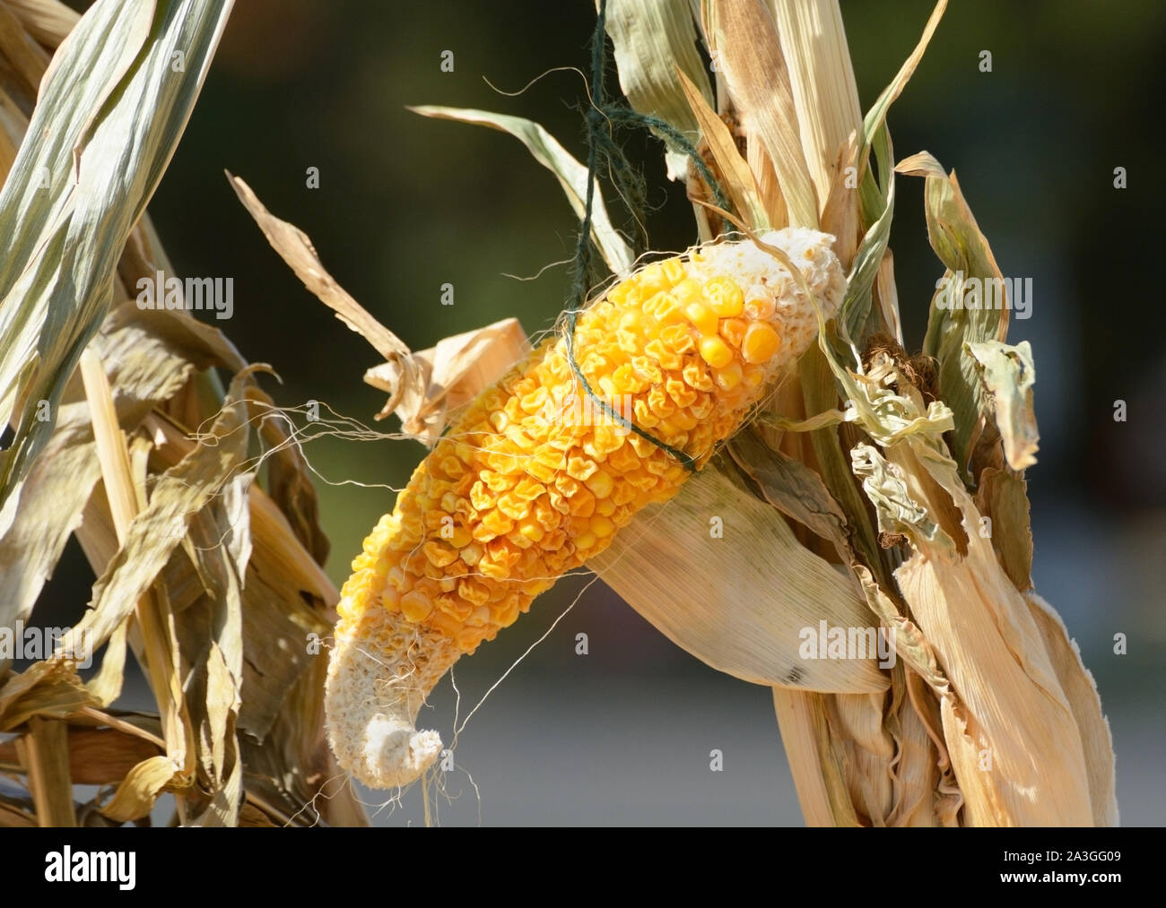 Corn Stalk Decoration Stockfotos Corn Stalk Decoration Bilder